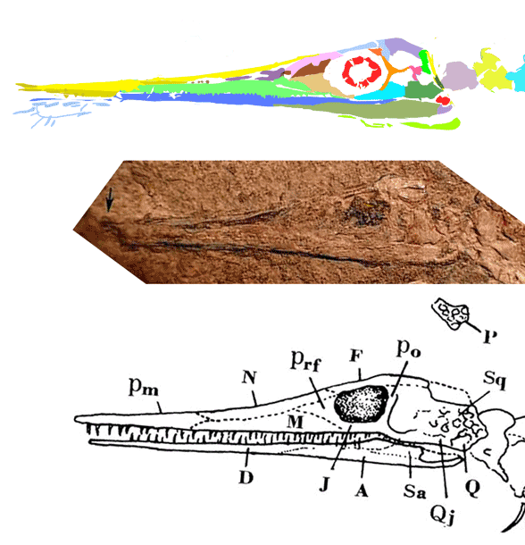 Brazilosaurus holotype
