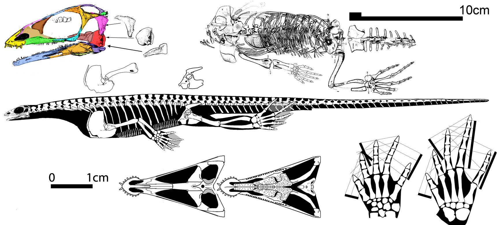 Claudiosaurus