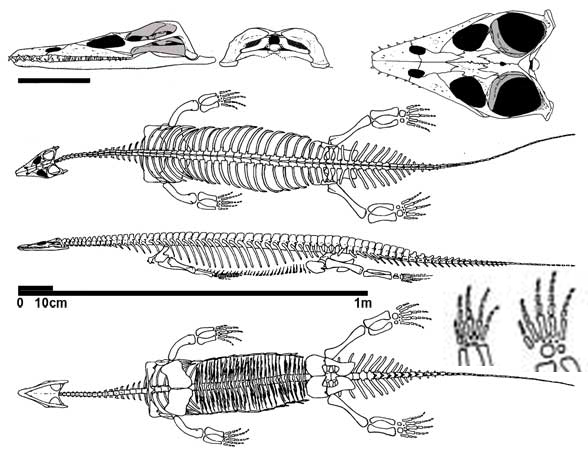 Corosaurus