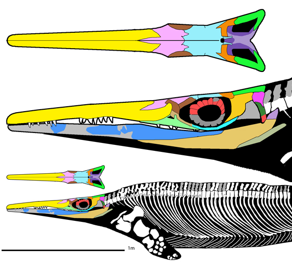 'Cymbospondylus' buchseri