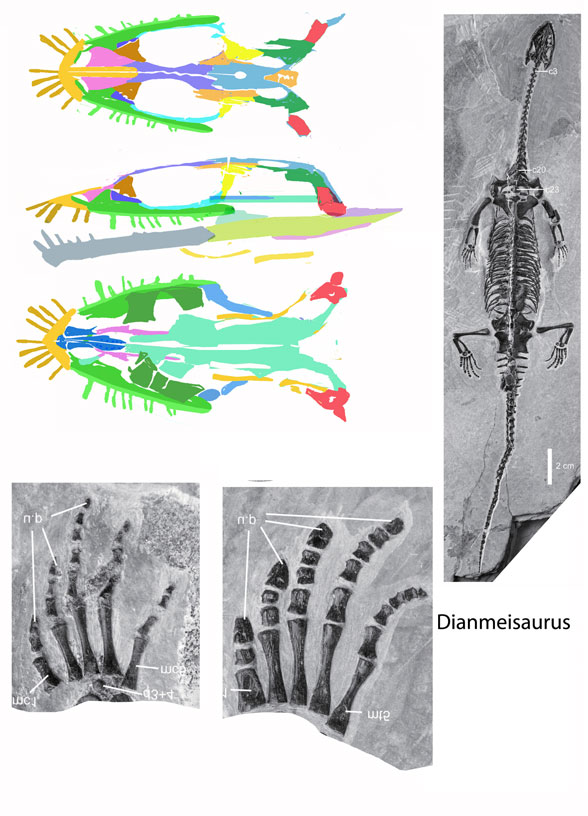 Dianmeisaurus