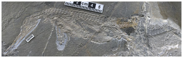 Eohupehsuchus in situ