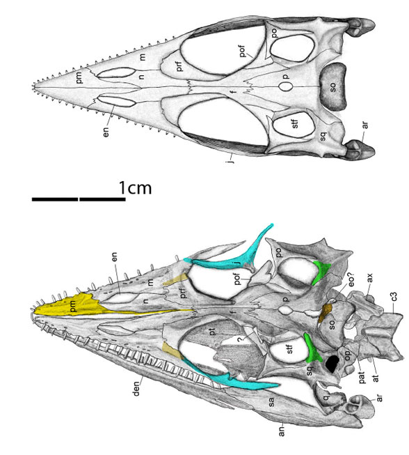 Honghesaurus skull modified