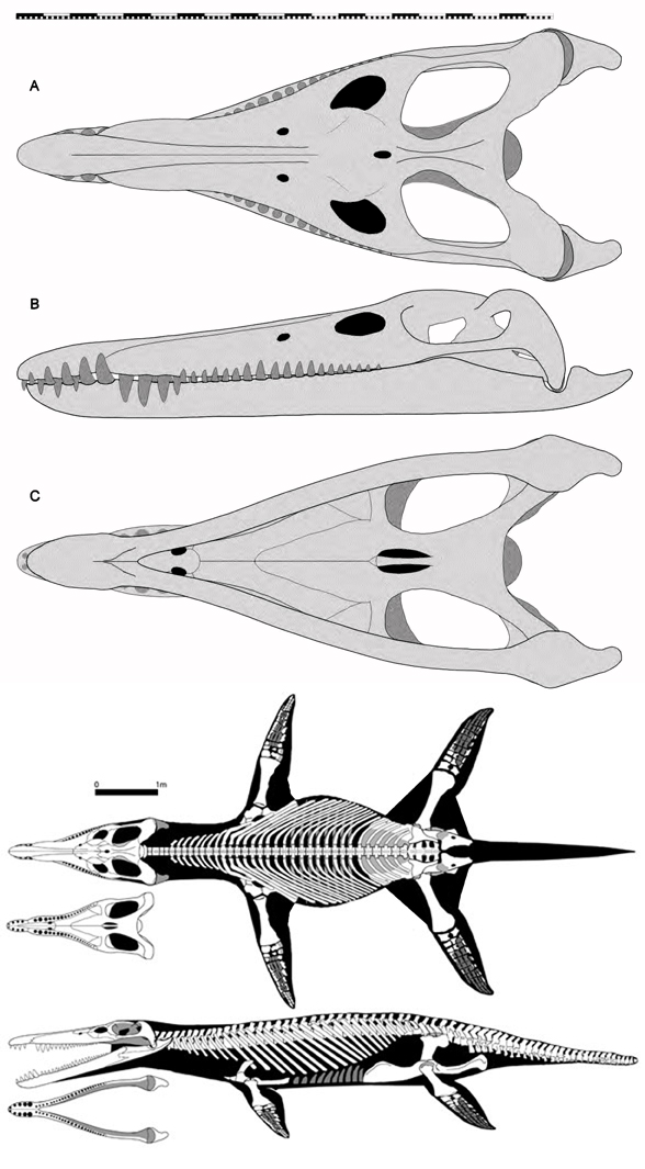 Kronosaurus