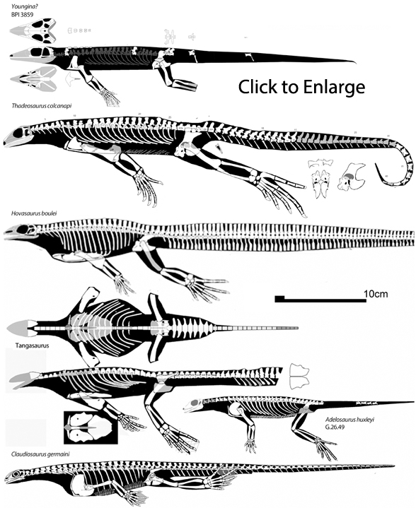 Marine younginiforms- hydroyounginiformes