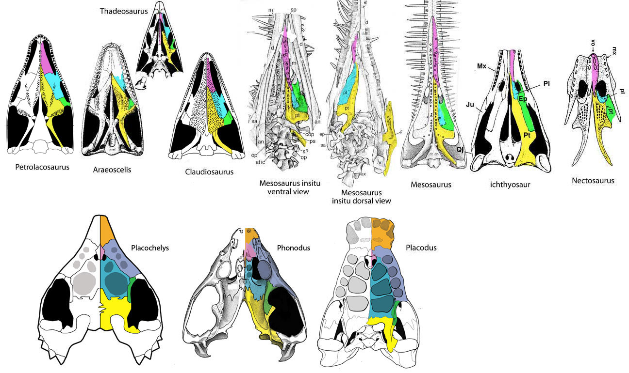 Mesosaurus palate evolution