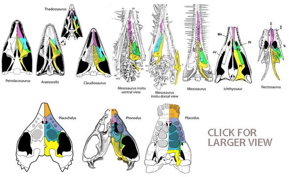 Evolution of the Mesosaurus palate