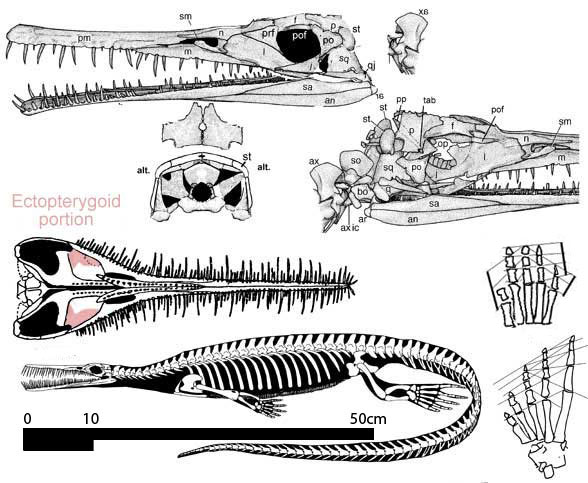 Mesosaurus