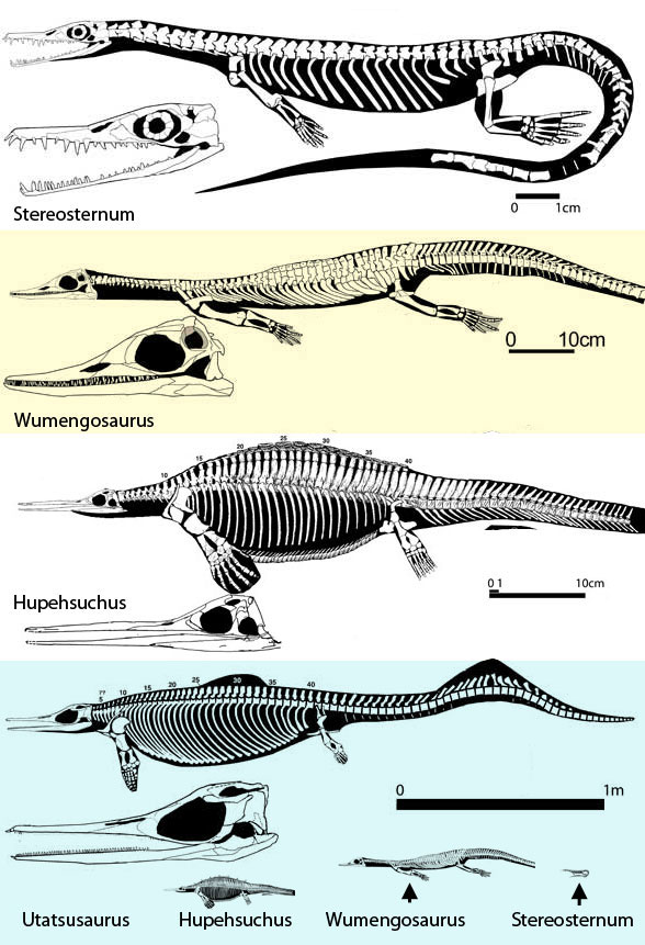 Stereosternum to Utatsusaurus - the Origin of Ichthyosaurus