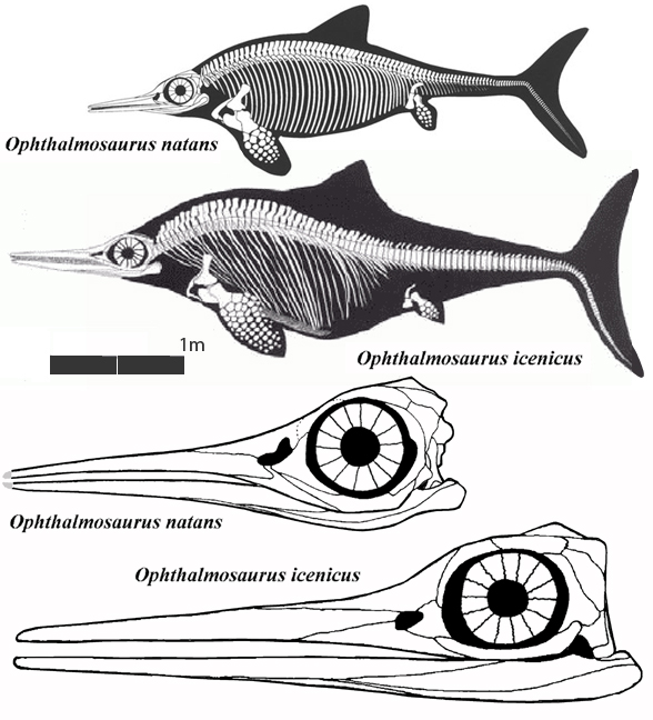 Ophthalmosaurus