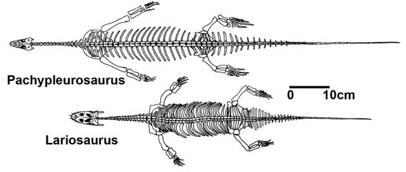 Pachypleurosaurus and Lariosaurus