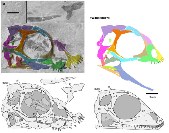 Palatodonta skull in situ