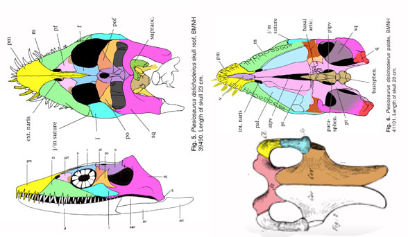 Plesiosaurus skull 3 views