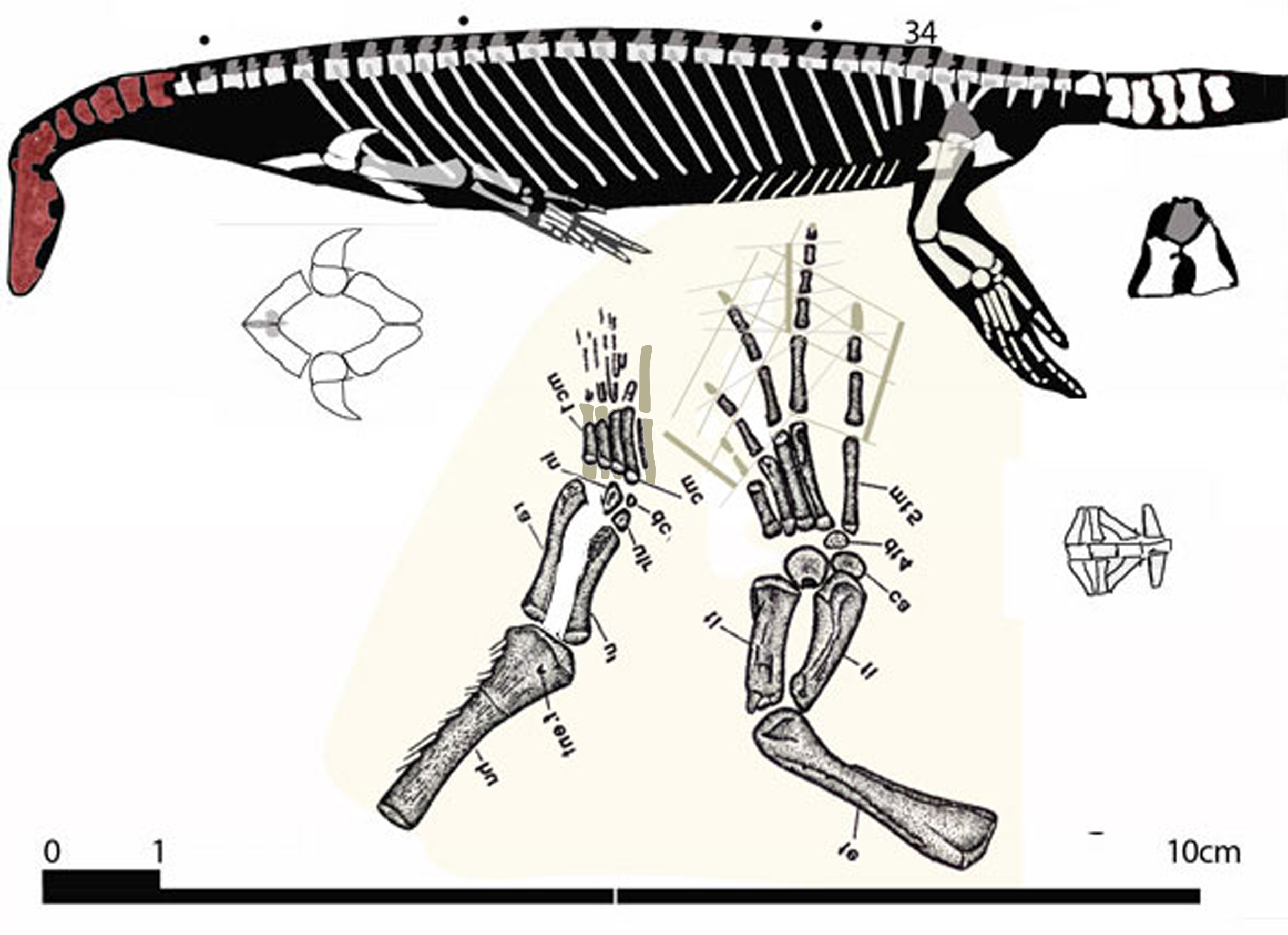 Psilotrach