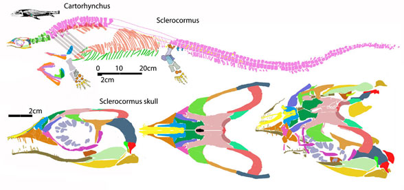 Sclerocormus