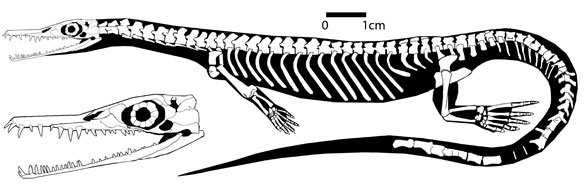 Stereosternum