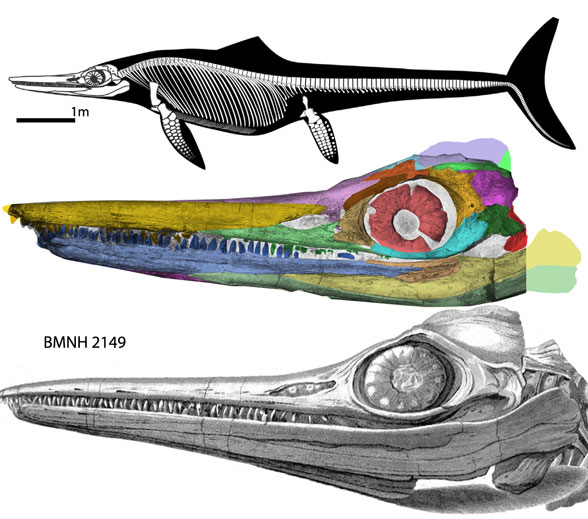 Temnodontosaurus platyodon