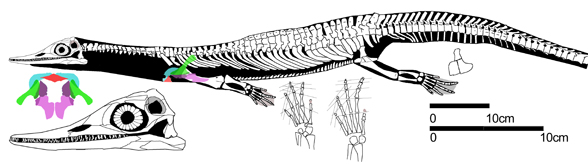 Wumengosaurus
