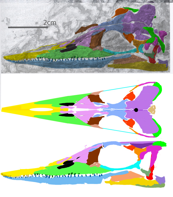 Wumengosaurus skull