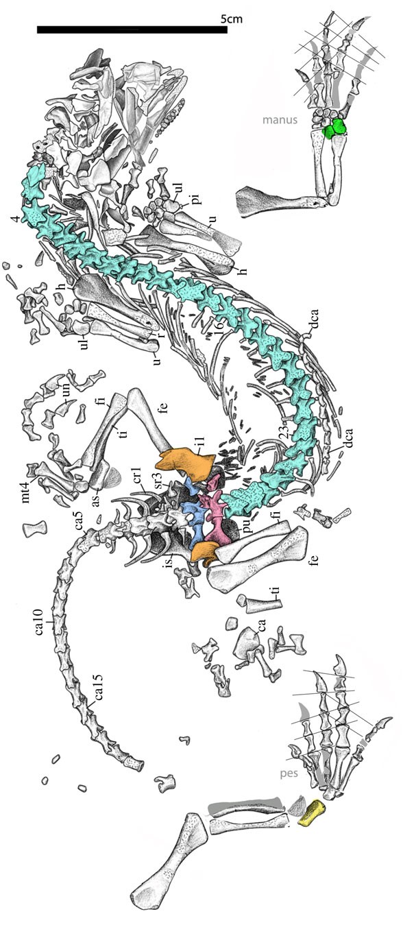 Erpetonyx in situ