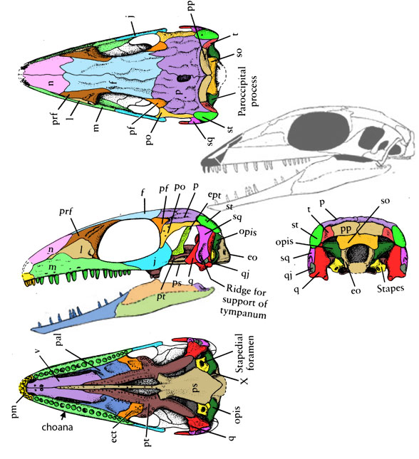 Millerosaurus skull from Carroll 1988