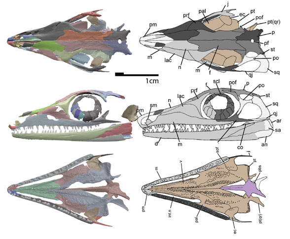 Orovenator from Ford and Benson 2018