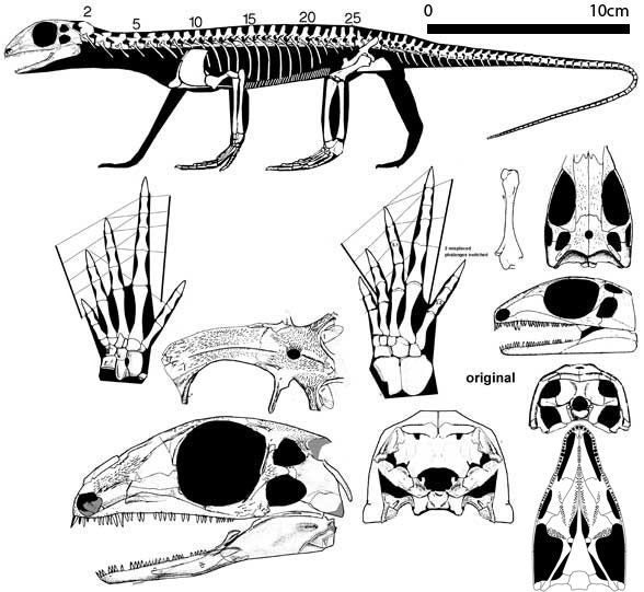 Petrolacosaurus