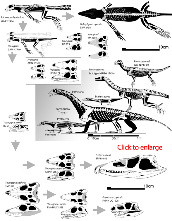 Youngina, Youngopsis and Youngoides specimens and their kin