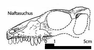 Niaftasuchus