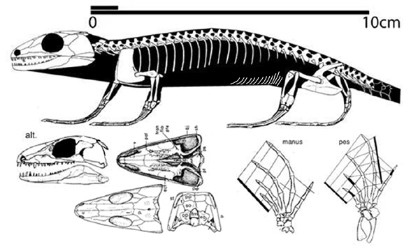 Paleothyris