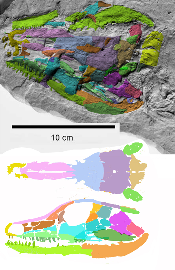 Solenodonsaurus skull in situ