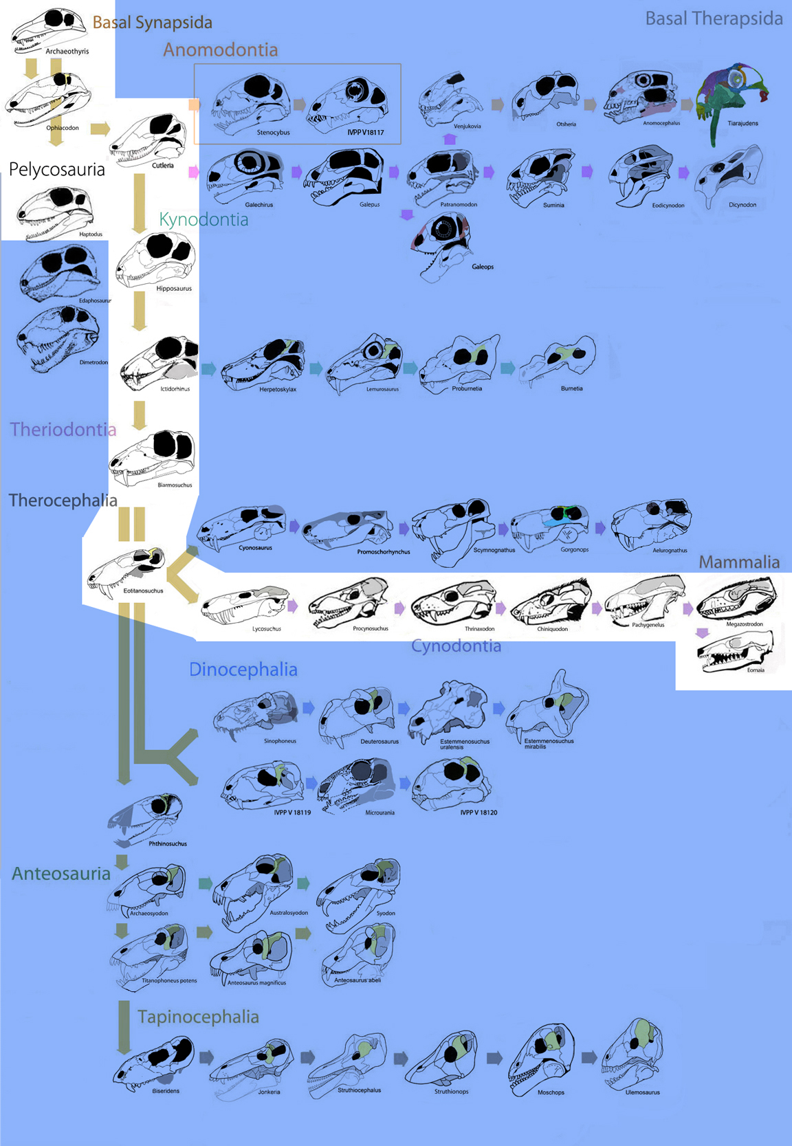 Basal Therapsids