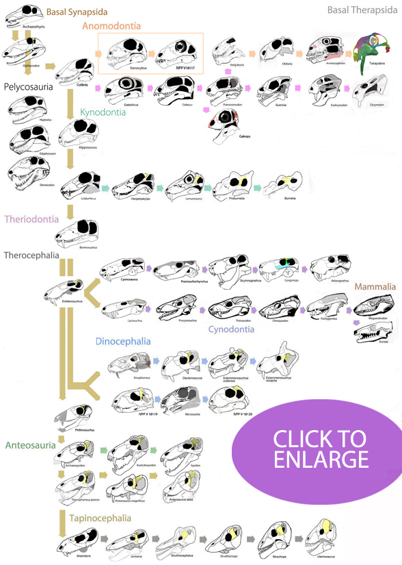 Basal therapsids