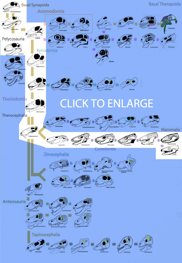 basal therapsids to mammals