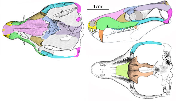 Brasilodon