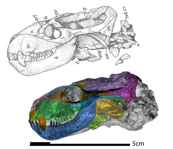 Charassognathus 