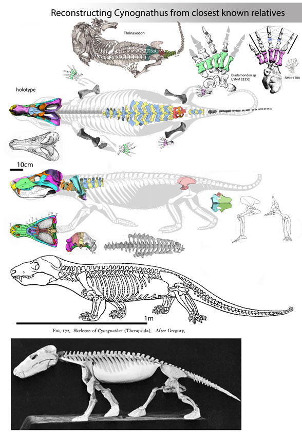 Cynognathus reconstructed from related taxa