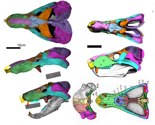 Cynognathus 3 skulls