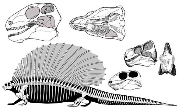 Edaphosaurus588.jpg