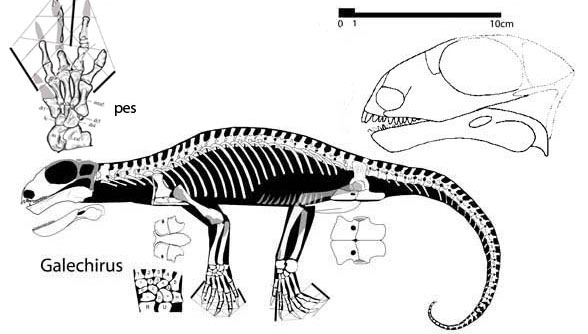 Galechirus and Suminia