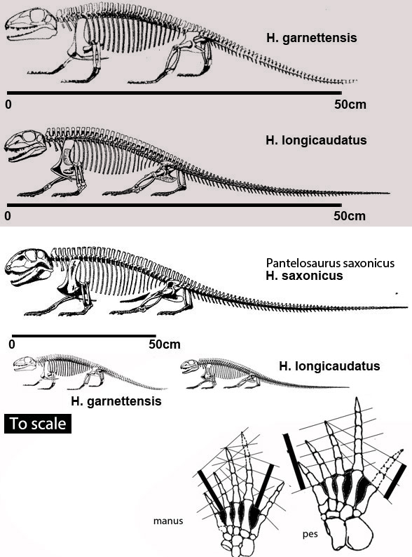 Haptodus