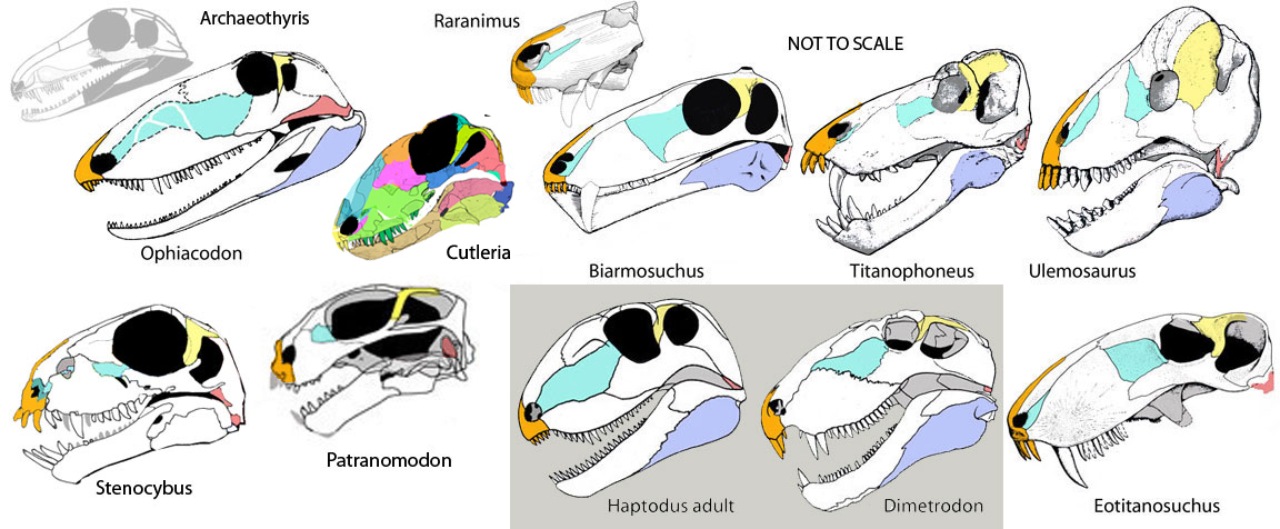 Ophiacodon and the Origin of the Therapsida