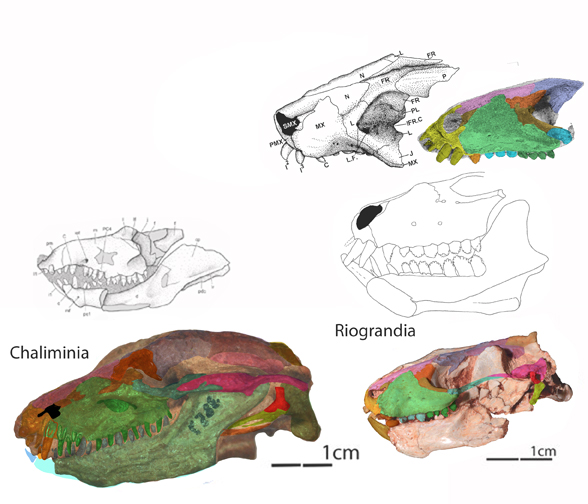 Riograndia and Chaliminia