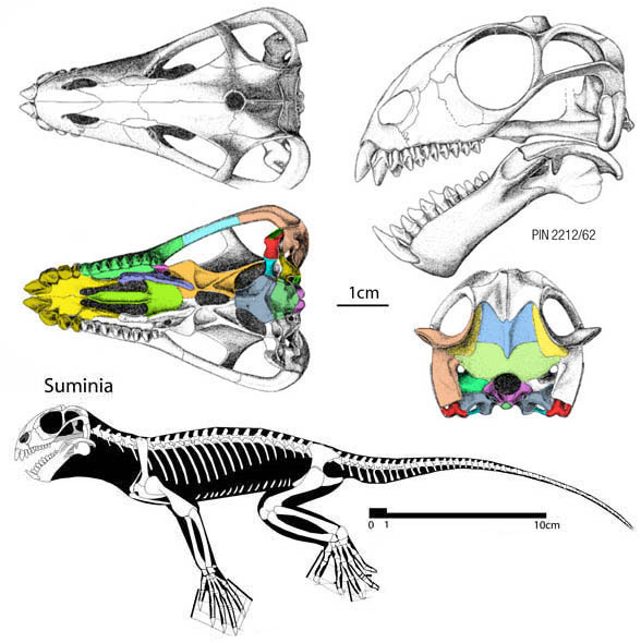 Galechirus and Suminia