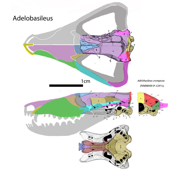 Adelobasileus