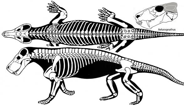 Aelurognathus