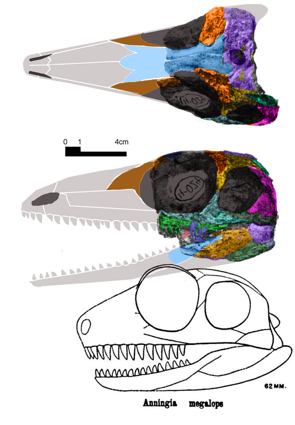 Anningia