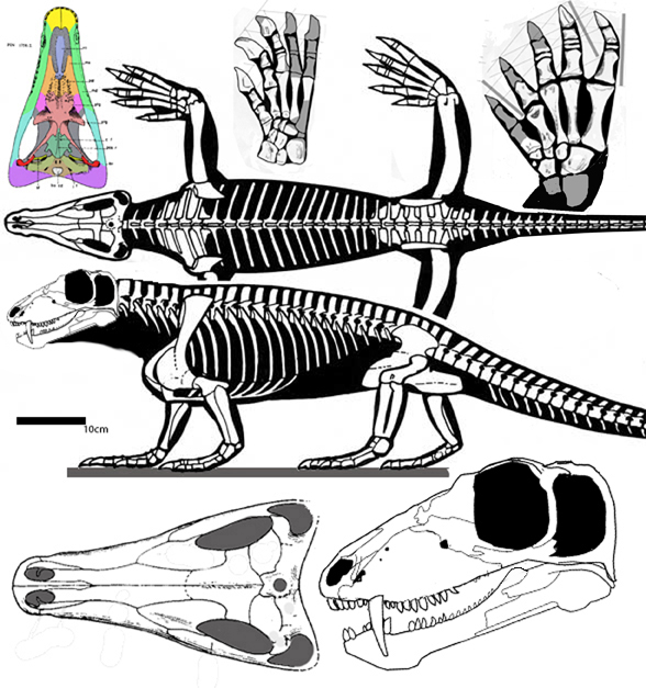 Biarmosuchus