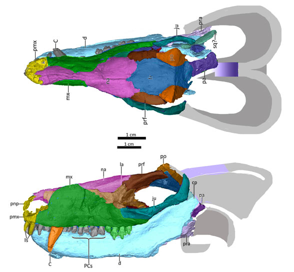 Bolotridon skull