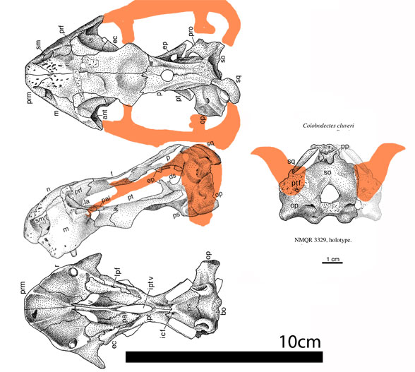 Colobodectes